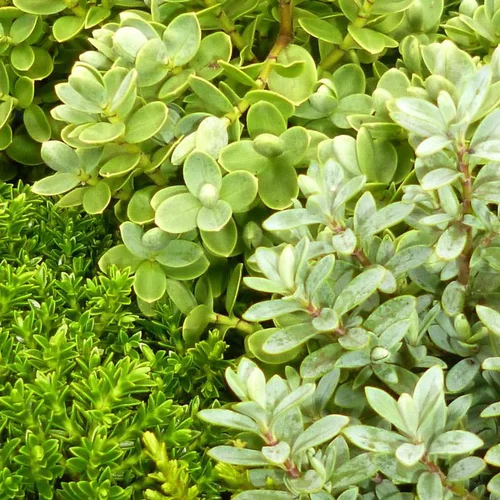 Pour mieux profiter de l’extérieur:Hebe ou Véronique arbustive au feuillage vert - Le pot de 3 litres