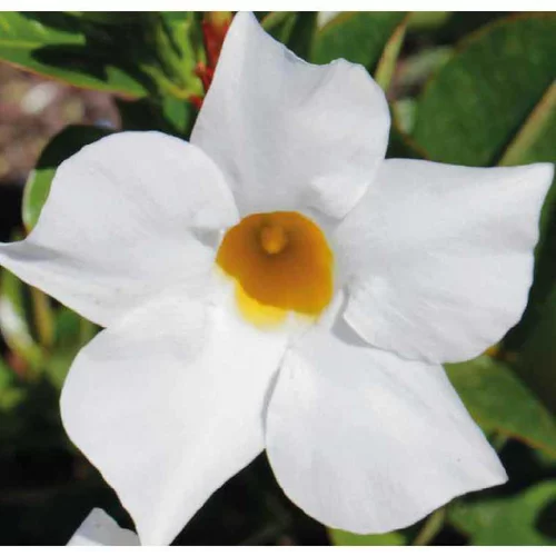 Tendance au jardin：Dipladénia Bella blanc - Le pot de 9 x 9 cm