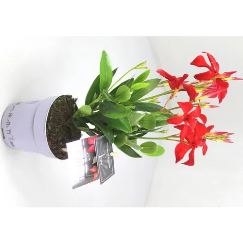 Pour plus de confort à l’extérieur:Dipladénia Fushion Tokyo Touffe - Le pot de 10.5 cm
