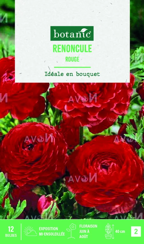 Un choix malin pour le jardin:Bulbes de fleurs Renoncule asiatique rouge botanic® – 12 bulbes