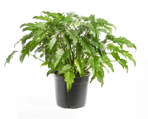 Jardin à adopter：Philodendron Xanadu vert. Le pot Ø 21 cm