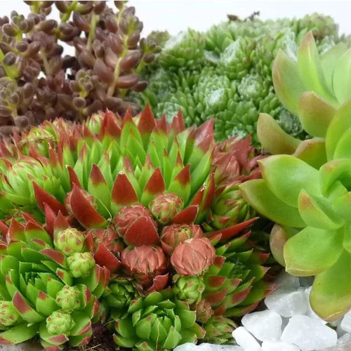 Un essentiel du jardin：Plantes grasses variées - Le pot de 1 litre