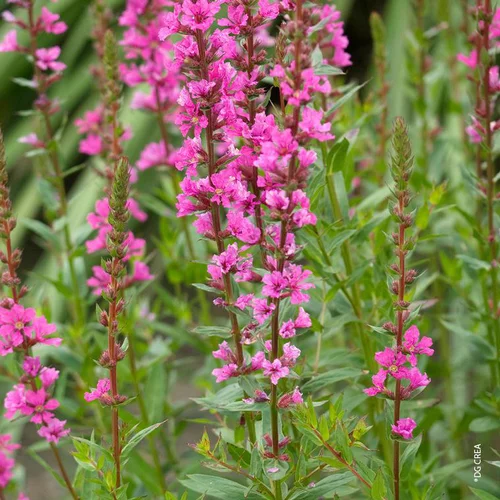 Extérieur tendance：Lythrum - Le pot de 5 litres