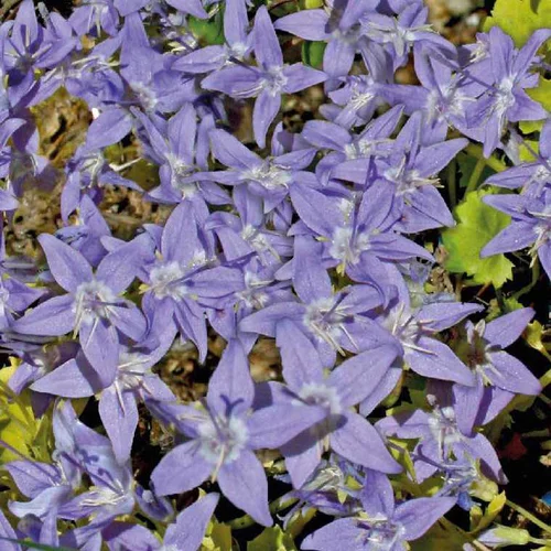 Pour profiter du jardin:Campanule bleue A Feuillage jaune - Le pot de 9 x 9 cm