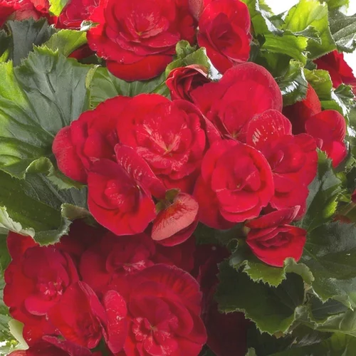 Essentiel extérieur：Begonia Solenia. Le pot de 0,5 litre