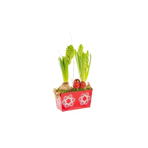 Jardin choix：Jacinthe X2 Mini Jardi Zinc Flocon rouge