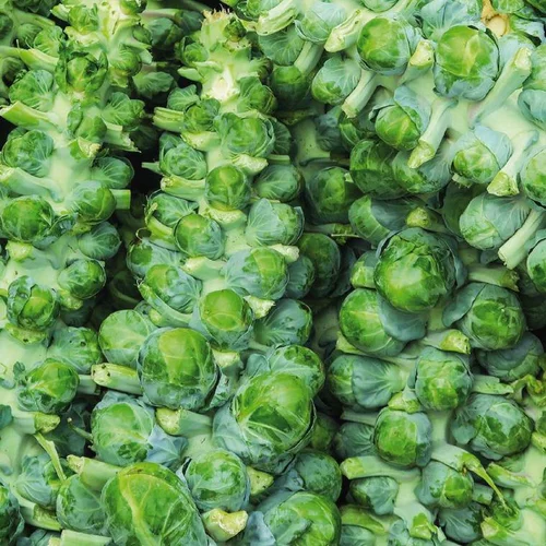 Jardin à embellir：Chou De Bruxelles Nautic Bio. La barquette de 3 plants