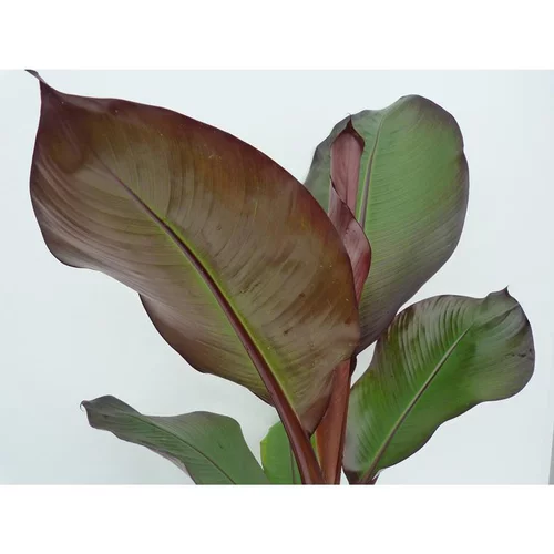 Jardin essentiel:Musa Sikkimensis Red Tiger en pot de 3 L