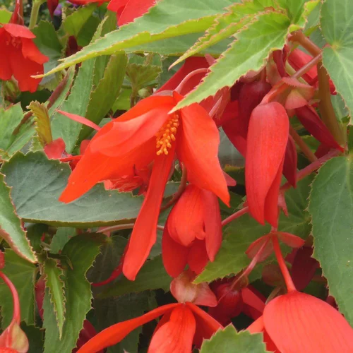 Choix utile：Begonia Summerwings. Le pot de 13 cm