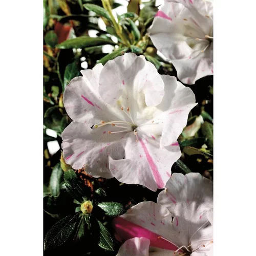 Bien utile au jardin:Azalée Encore Starlite blanc. Le pot de 4 litres