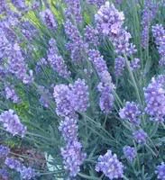 Jardin idée:Lavande Angustifolia - Le pot de 1 litre