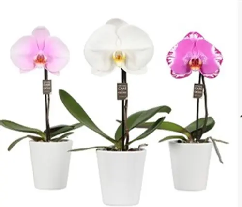 Jardin & extérieur:Orchidée Phalaénopsis Singolo botanic® et cache pot. Le pot de Ø 9 cm