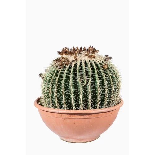 Pour améliorer votre jardin:Echinocactus Grusonii (coussin de belle-mère)en pot de 160 L vert