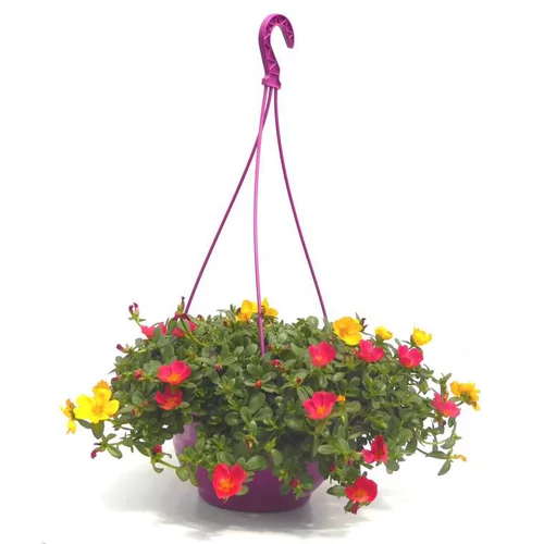 Jardin expert：Pourpier à fleurs simples multicolores. La suspension de 23 cm