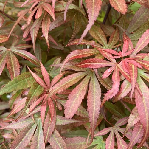 Jardin actuel:Érable du Japon Skeeters Broom rouge. Le pot de 4 litres