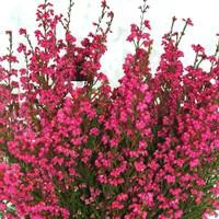 Le choix pour l’extérieur：Bruyère gracilis rouge - Le pot de 10.5 cm