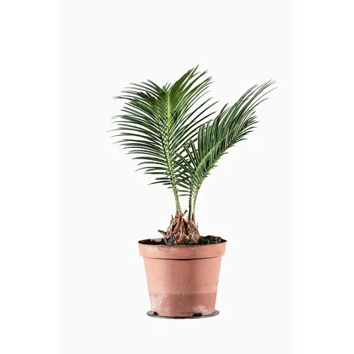 Une sélection pensée pour le jardin：Cycas Revoluta ou faux palmier vert en pot de 1 L