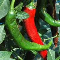 Une idée pour le jardin：Piment D'Espelette Bio. Le pot de 10,5 cm