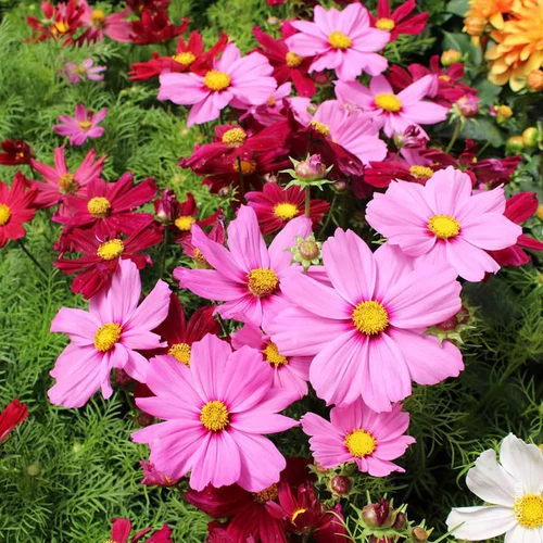 Style pour le jardin:Cosmos à fleurs multicolores - Le pot 0,5 litre