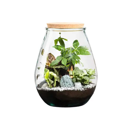 À découvrir pour le jardin：Terrarium autonome botanic® Darasa - Taille L Ø 29 cm H 35,5 cm