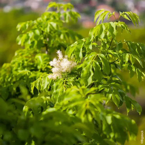Idée nature：Frêne à fleurs 'Obelisk' botanic® vert. Le pot de 10 litres