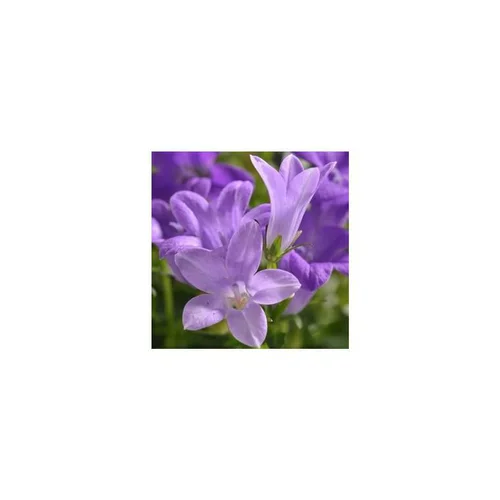 Pour mieux organiser votre jardin:Campanula Muralis - Le pot de 3 litres
