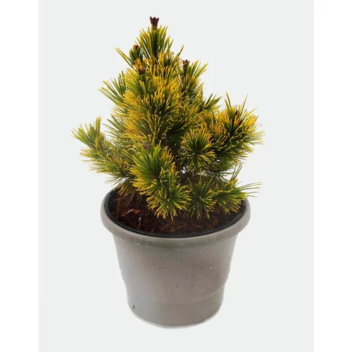 Qualité au jardin:Pinus Mugo Winter Gold (Pin nain doré des montagnes) 25/30 en pot de 5 L jaune