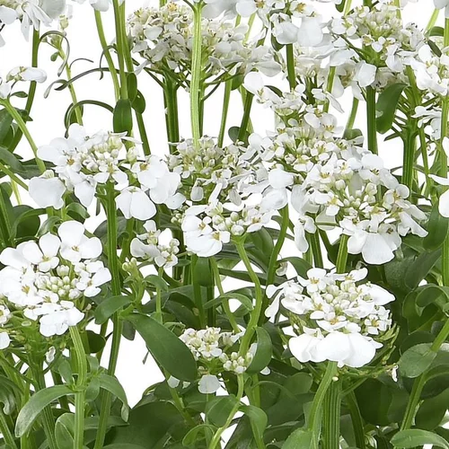 Idéal pour l’extérieur：iberis nevina - Le pot de 1 litre