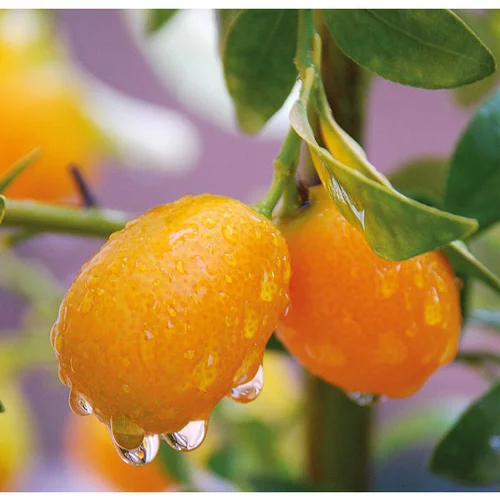 Au service de vos extérieurs:Kumquat. Le pot de 5 litres