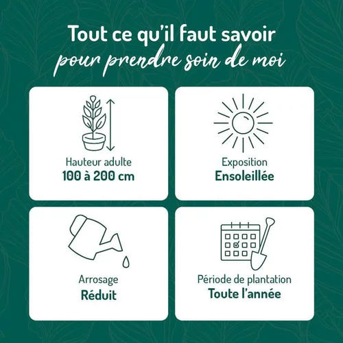 Pour faciliter la vie dehors：Dasylirion wheeleri vert. Le pot de 15 litres
