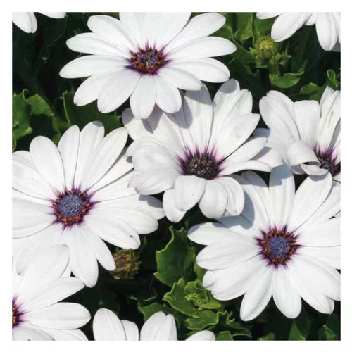 Pour améliorer votre jardin:Osteospermum rampant blanc - Le pot de 9 x 9 cm