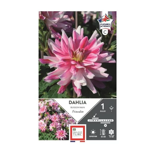 Facile dehors：Dahlia bn friandise rose strié blanc Ernest Turc - 1 bulbe