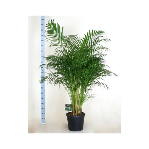 Jardin & maison：Areca pot Ø35 cm/ H210 cm