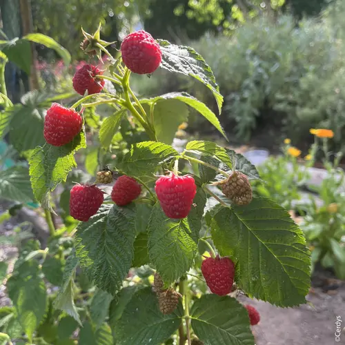 Espace vert facile:Framboisier Mademoiselle Françoise bio botanic® rouge. Le pot de 2 litres