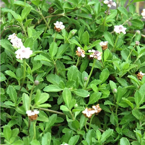 Sélection jardin:Lippia Nudiflora - La barquette de 6 plants