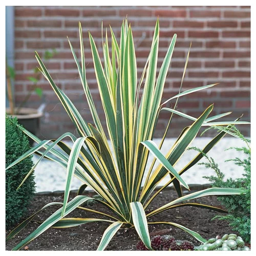 Une solution pour le jardin：Yucca Herbe à Soie Bright Edge. Le pot de 4 litres