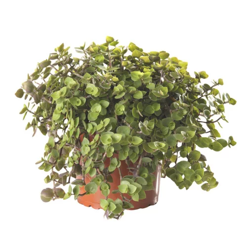 Confort au jardin：Plante Amie Des Animaux Callisia Bio. Le pot de diamètre 11 cm