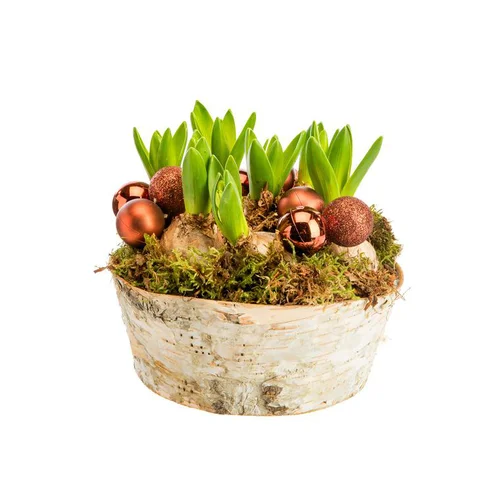 Pour votre espace vert:Composition de 5 jacinthes en coupe bouleau