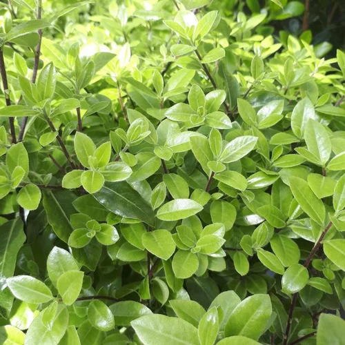 Pour l’univers du jardin:Pittosporum Tenuifolium Golf Ball en pot de 7,5 L