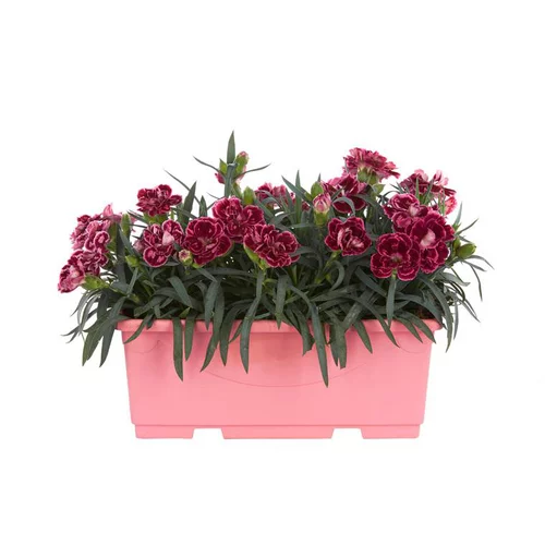Pour vos espaces:Oeillet Telnelken - La jardinière de 25 cm