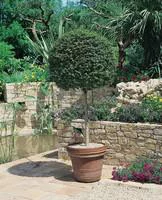 Jardin & pratique：Ligustrum Jonandrum ou Troène forme spirale en pot de 12 L