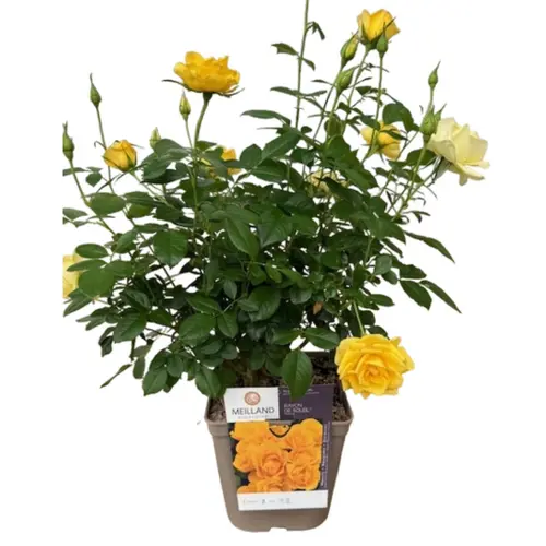 Pour compléter vos extérieurs:Rosier jaune Off Load®. Le pot de 5 litres