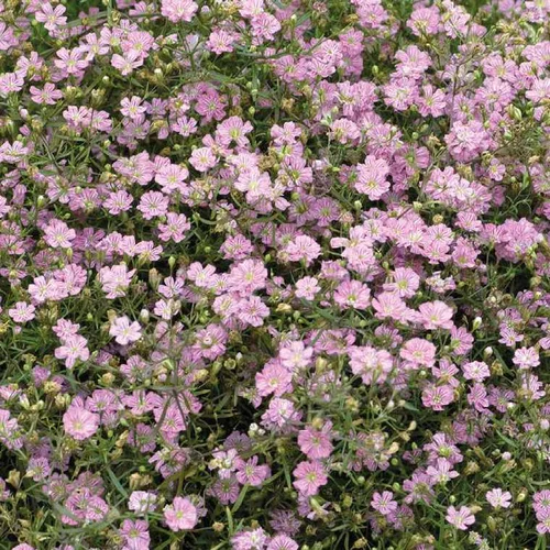 Au service de vos extérieurs:Gypsophile Nain Rose - Le pot de 9 x 9 cm
