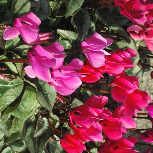 Extérieur moderne:Cyclamen Mini à fleurs multicolores - Le pot Ø 10,5 cm