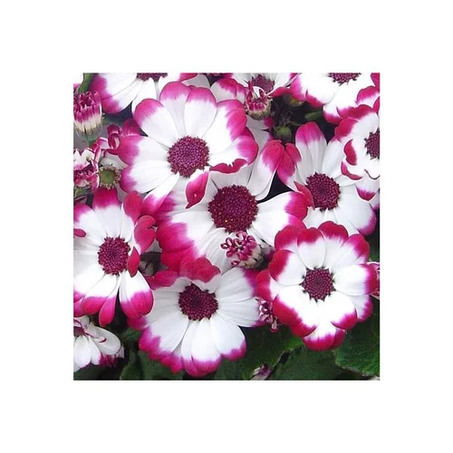 Jardin simple:Cinéraire à fleurs - Le pot de 2,5 litres
