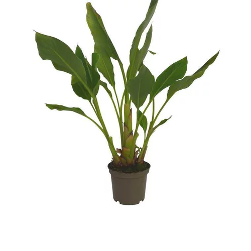 Jardin et nature：Bananier Lasiocarpa en pot de 5 litres