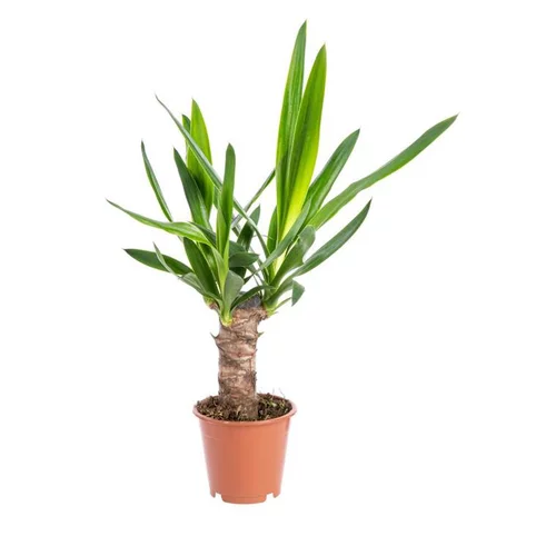Tendance au jardin:Yucca 1 pied pot Ø14xH70 cm