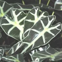 Les essentiels du jardin:Alocasia Polly pot Ø12xH35 cm