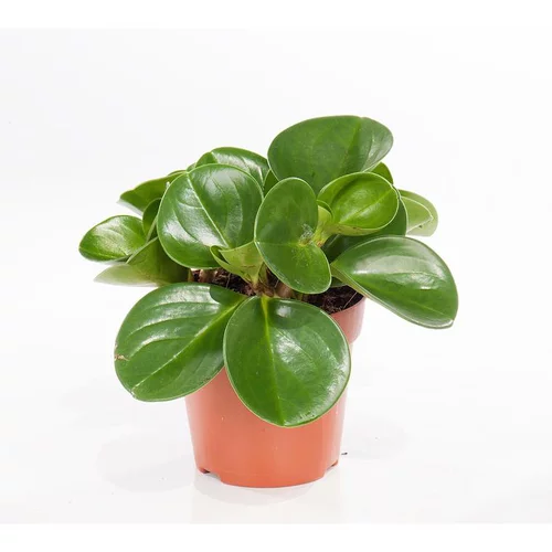 Une sélection pour l’extérieur：Orchidée Peperomia obtusifolia. Le pot Ø 12 cm