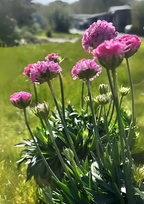 Le compagnon de vos extérieurs:Armérie DREAMERIA® - Le pot de 2 litres